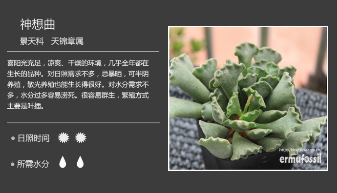 多肉植物品种大全图解图片