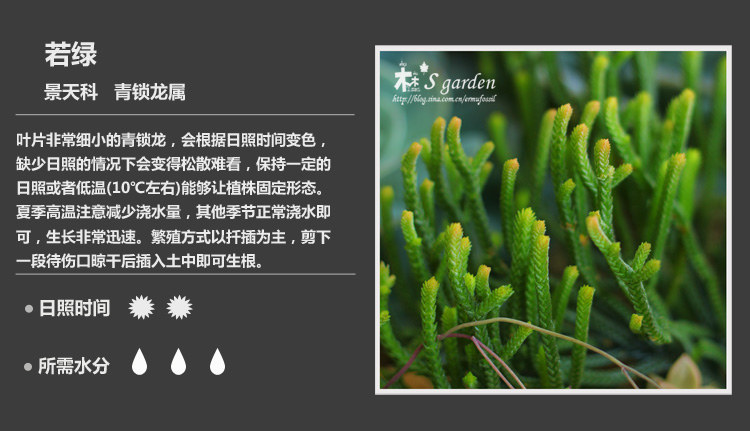 多肉植物品种大全图解图片