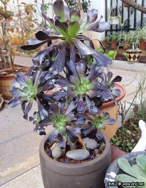 1000种多肉植物图鉴图片