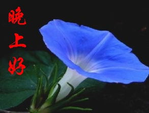 努力晚安句子怎么发朋友圈图片