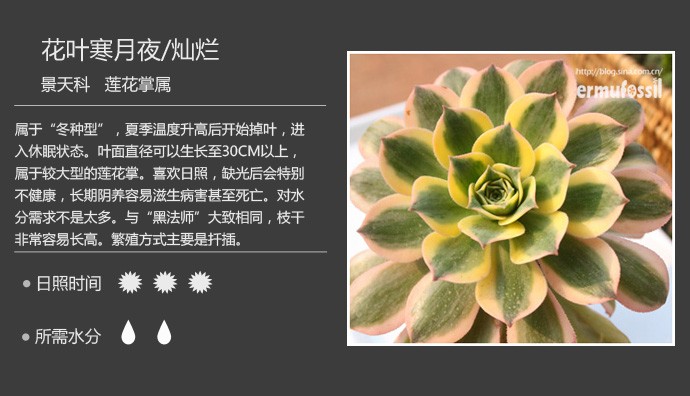 多肉植物品种大全图解图片