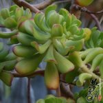 多肉植物品种大全图解图片