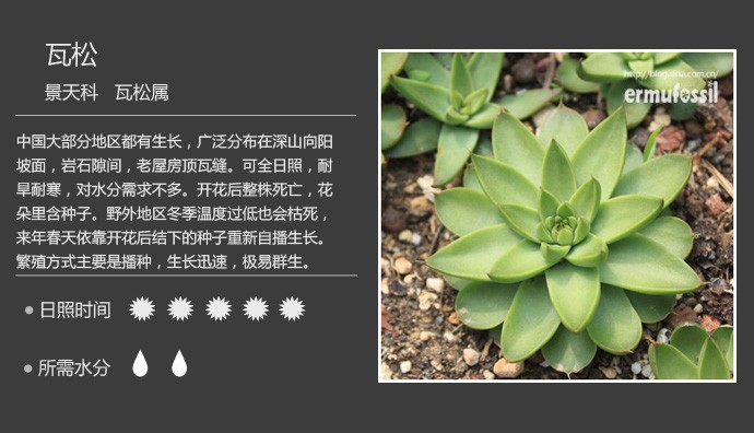 多肉植物品种大全图解图片