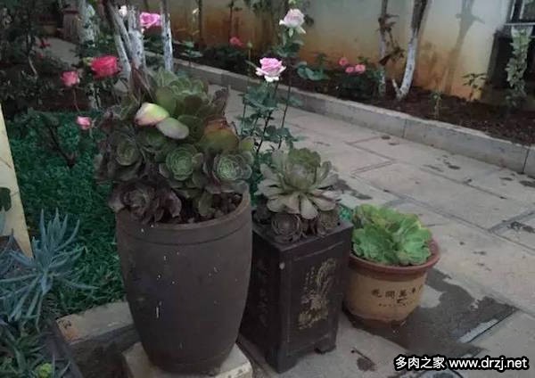 1000种多肉植物图鉴图片
