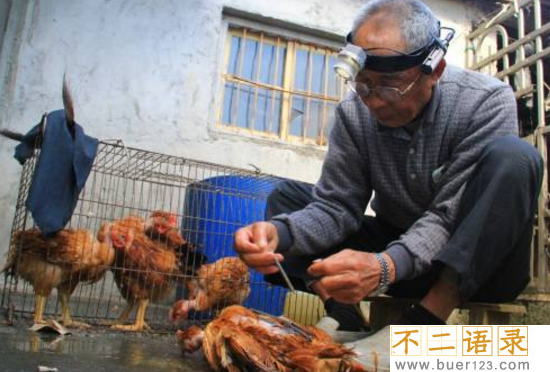 鸡睾丸的功效很神奇，女吃美容养颜男吃补肾壮阳图片