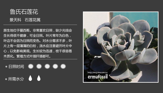多肉植物品种大全图解图片