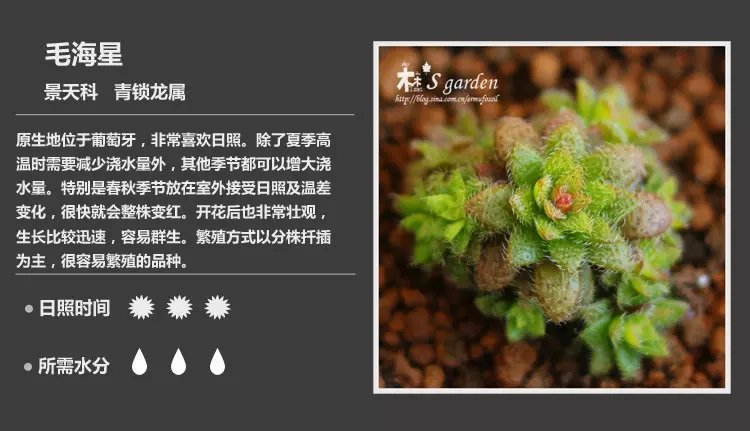 多肉植物品种大全图解图片