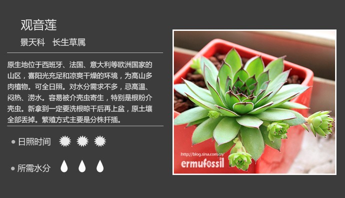 多肉植物品种大全图解图片