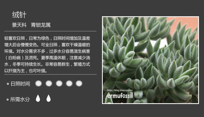 多肉植物品种大全图解图片