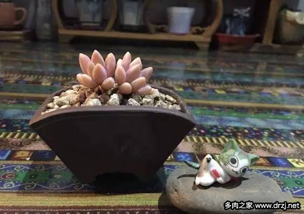 1000种多肉植物图鉴图片