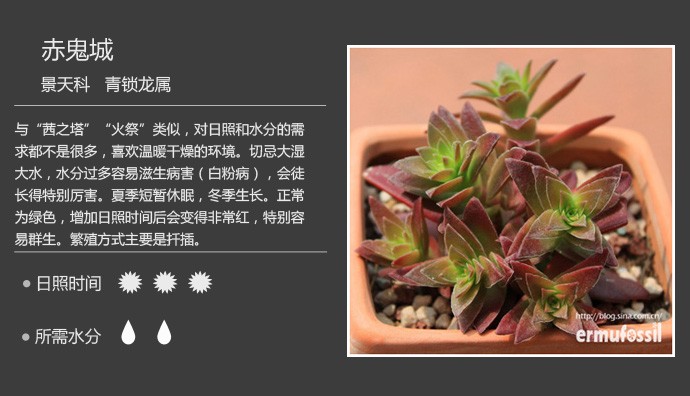 多肉植物品种大全图解图片