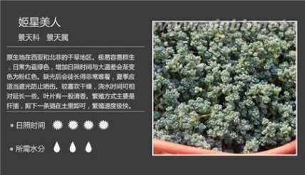 1000种多肉植物图鉴图片