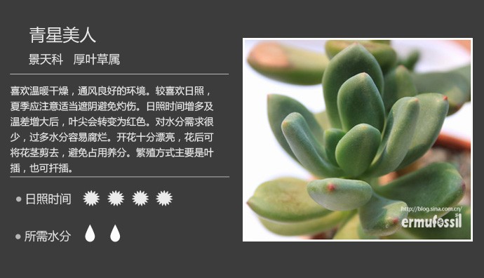 多肉植物品种大全图解图片