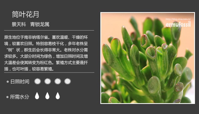 多肉植物品种大全图解图片