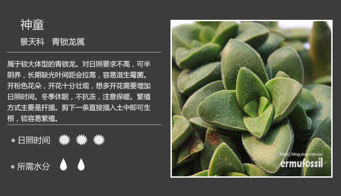 多肉植物品种大全图解图片