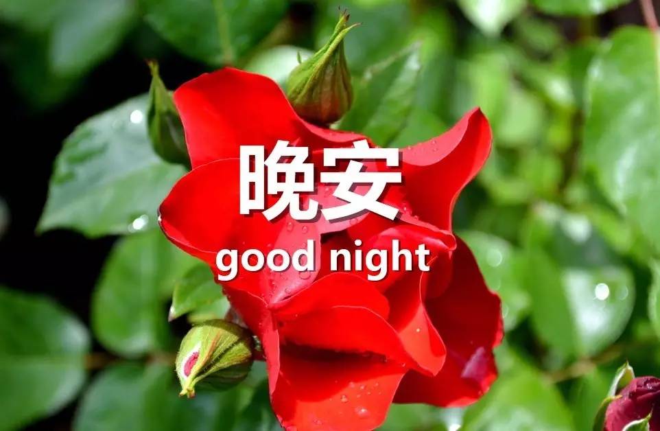 说给女生晚安情话最暖心短句图片