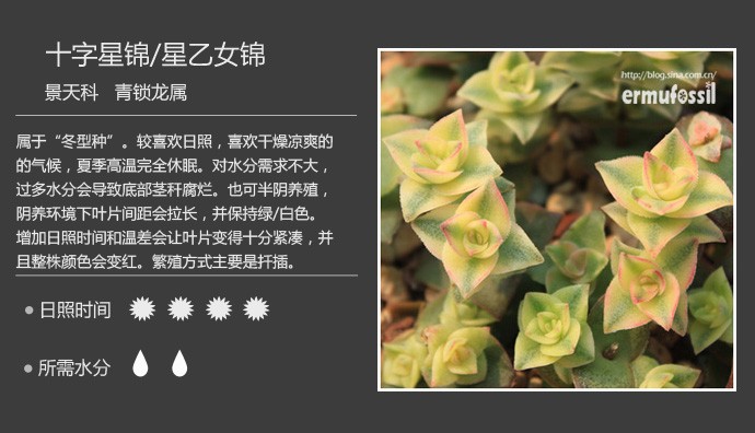 多肉植物品种大全图解图片