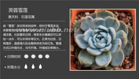 1000种多肉植物图鉴图片