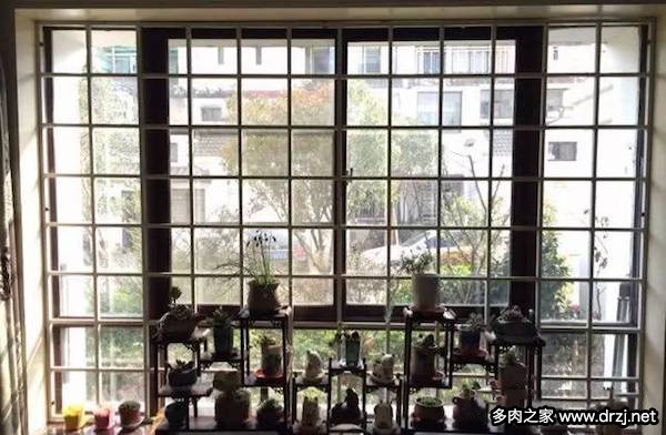 1000种多肉植物图鉴图片