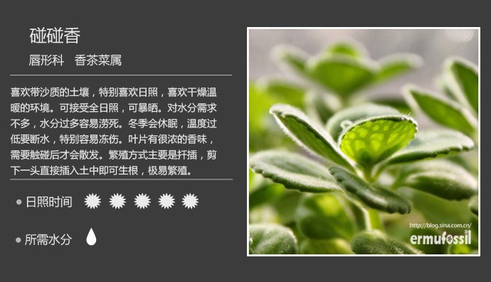多肉植物品种大全图解图片