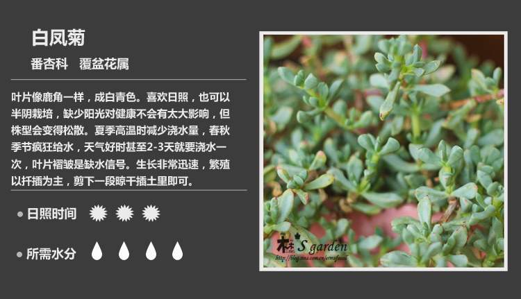 多肉植物品种大全图解图片