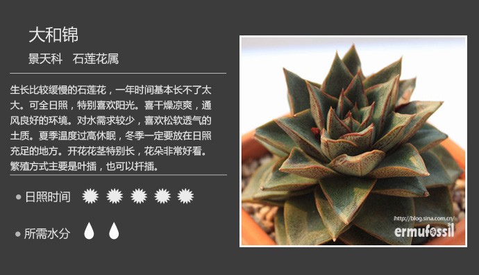 多肉植物品种大全图解图片