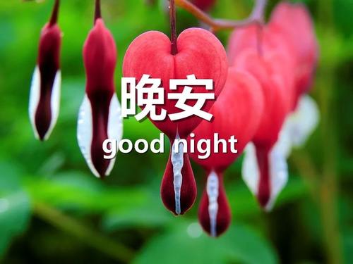 送给朋友带祝福语的晚安图片