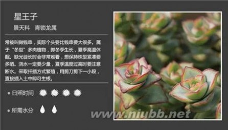 1000种多肉植物图鉴图片