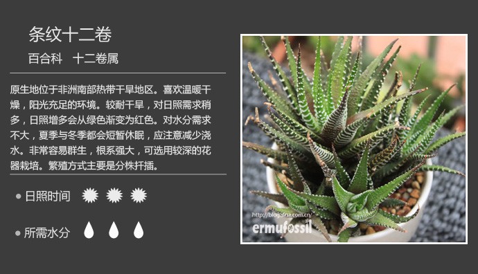 多肉植物品种大全图解图片