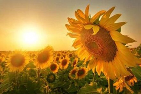 向日葵花语是什么 不同数目向日葵代表什么寓意