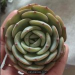 多肉植物品种大全图解图片