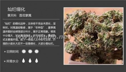 1000种多肉植物图鉴图片