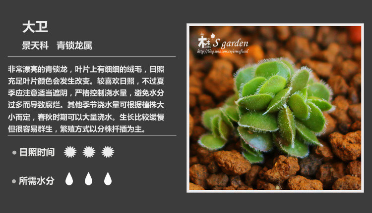 多肉植物品种大全图解图片