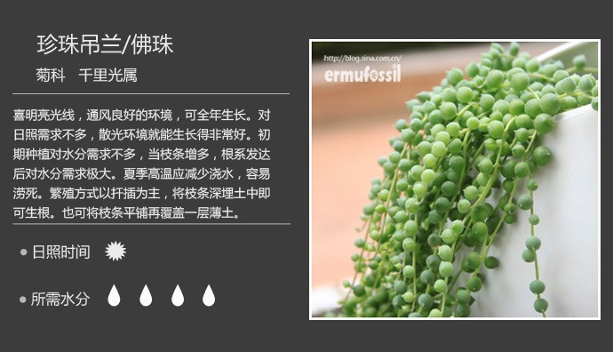 多肉植物品种大全图解图片