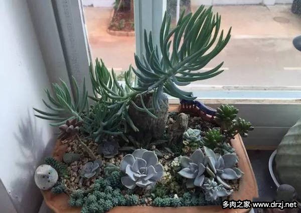 1000种多肉植物图鉴图片