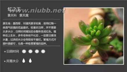 1000种多肉植物图鉴图片