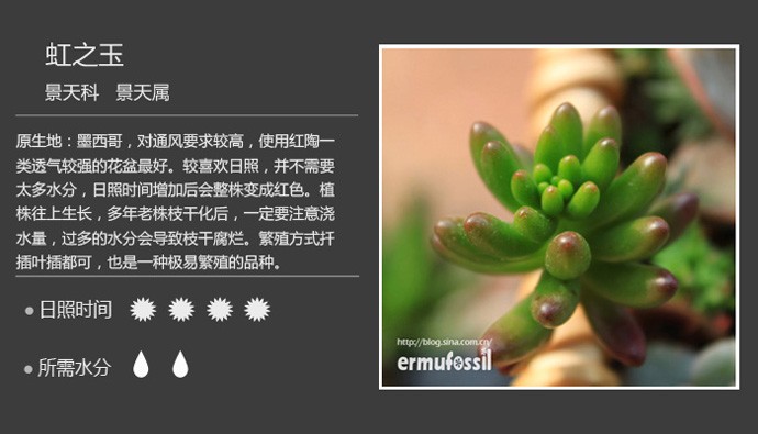 多肉植物品种大全图解图片
