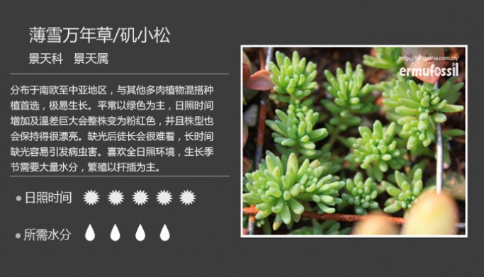 1000种多肉植物图鉴图片