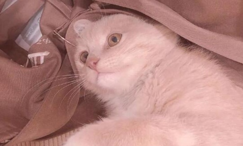 为什么好多人被猫抓不打疫苗 哪种情况是一定要打疫苗的？图片