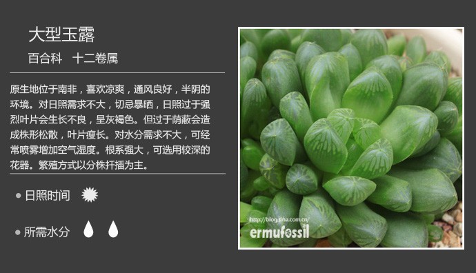 多肉植物品种大全图解图片