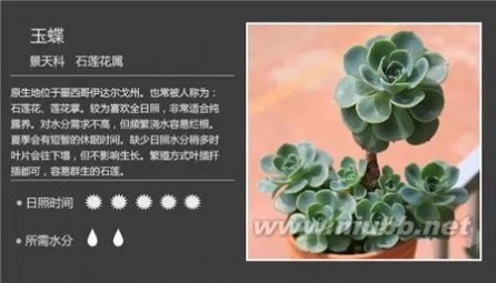 1000种多肉植物图鉴图片