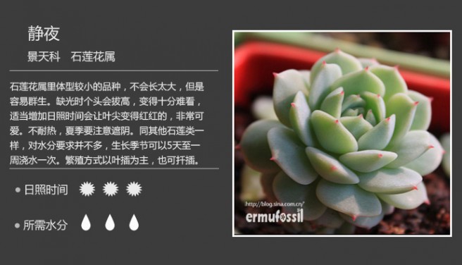1000种多肉植物图鉴图片