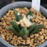 多肉植物品种大全图解图片
