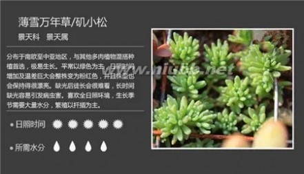 1000种多肉植物图鉴图片