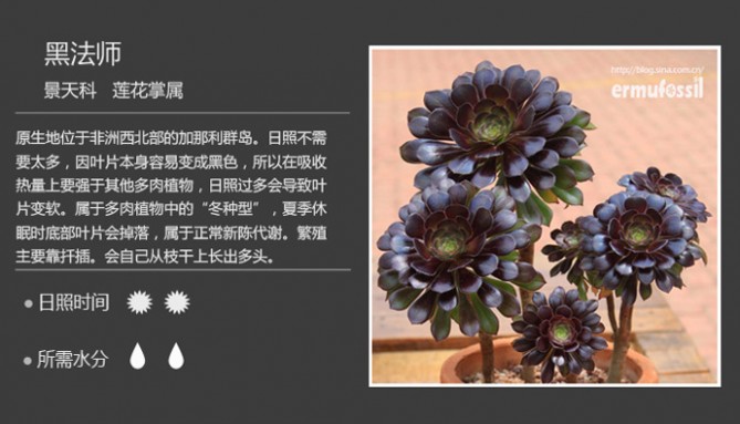 1000种多肉植物图鉴图片