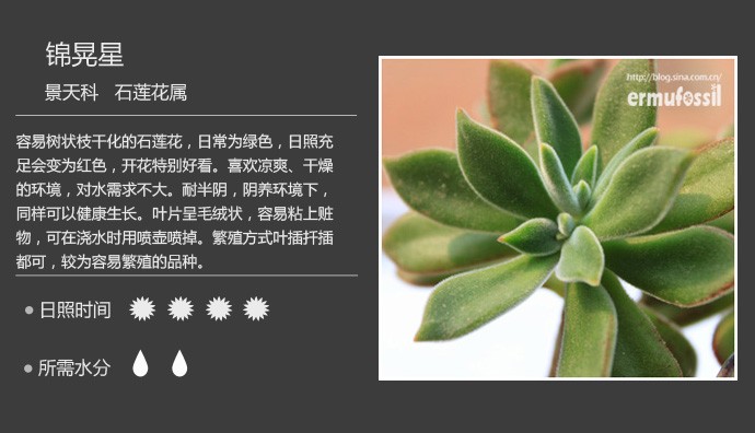 多肉植物品种大全图解图片
