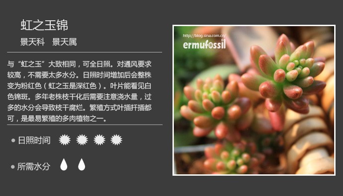 多肉植物品种大全图解图片