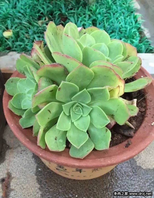 1000种多肉植物图鉴图片