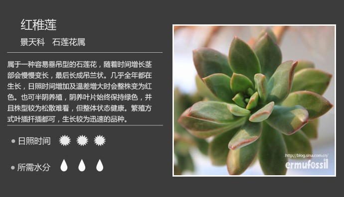多肉植物品种大全图解图片