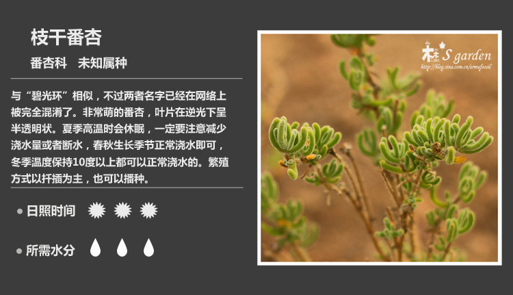多肉植物品种大全图解图片